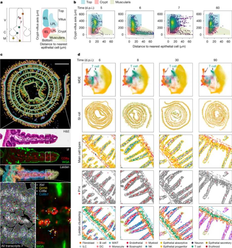 Xenium spatial transcriptomics of the mouse small intestine