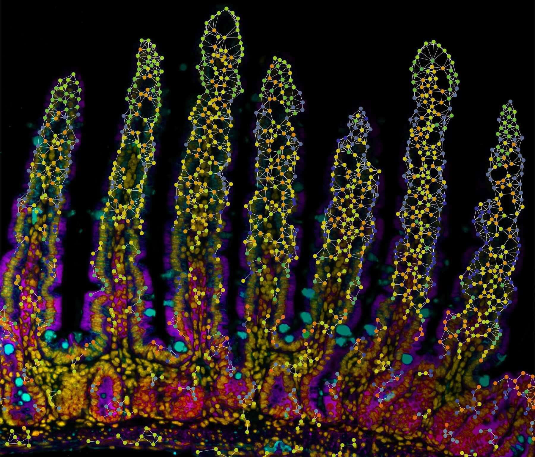 Spatial network visualization of tissue-resident memory CD8 T cells in mouse small intestine villi, showing cellular connectivity across the tissue architecture